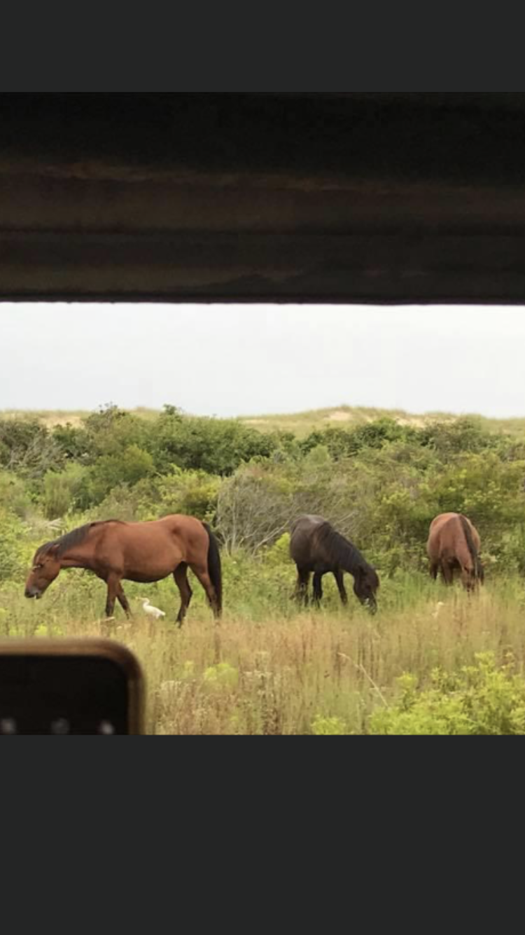 Outer Banks, North Carolina - wild horses 